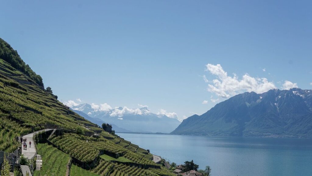 Terrasses de vigne descendant vers un lac, en Lavaux